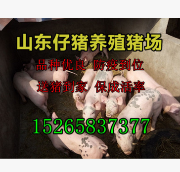 今日北京仔猪行情猪价格低品种好今日苗猪报价