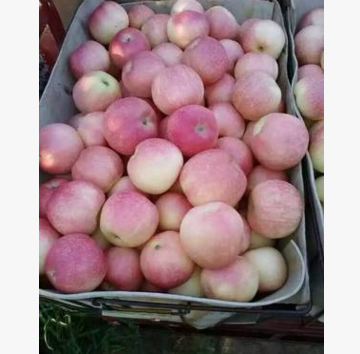 水果批发 水晶红富士苹果今日价格 便宜供应