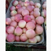 水果批发 水晶红富士苹果今日价格 便宜供应