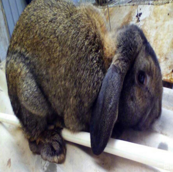 公羊兔活体幼崽养殖场建设|在哪里有卖公羊兔苗的？