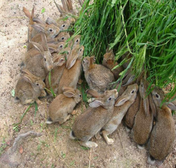 巨型安哥拉兔 安哥拉长毛兔养殖 安哥拉德系长毛兔 长毛兔图片