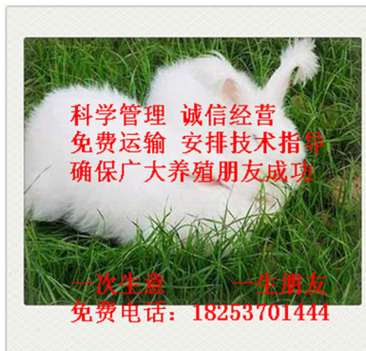 长毛兔 长毛兔种兔 长毛兔兔毛价格 比利时野兔 八点黑獭兔 兔苗图2