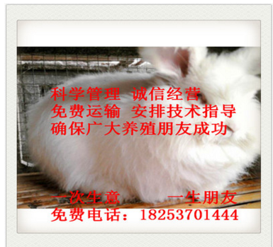 长毛兔 长毛兔种兔 长毛兔兔毛价格 比利时野兔 八点黑獭兔 兔苗图3