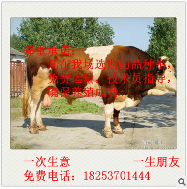 西门塔尔牛 夏洛莱牛 利木赞牛 鲁西黄牛 西门塔尔牛养殖 价格图2