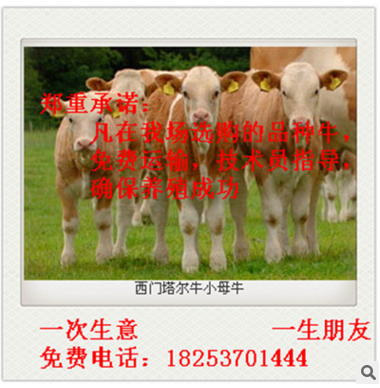 西门塔尔牛 夏洛莱牛 利木赞牛 鲁西黄牛 西门塔尔牛养殖 价格图3