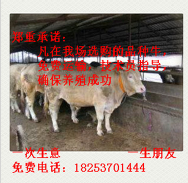 陕西省 夏洛莱牛 夏洛莱牛养殖 夏洛莱牛价格 西门塔尔牛