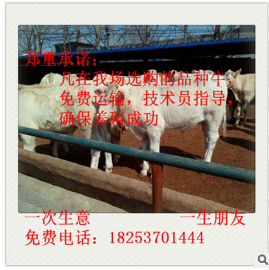 陕西省 夏洛莱牛 夏洛莱牛养殖 夏洛莱牛价格 西门塔尔牛图2