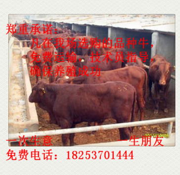 湖北省利木赞牛 利木赞牛价格 利木赞牛养殖 西门塔尔牛 夏洛莱牛图2
