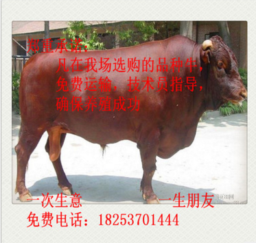 湖北省利木赞牛 利木赞牛价格 利木赞牛养殖 西门塔尔牛 夏洛莱牛图3