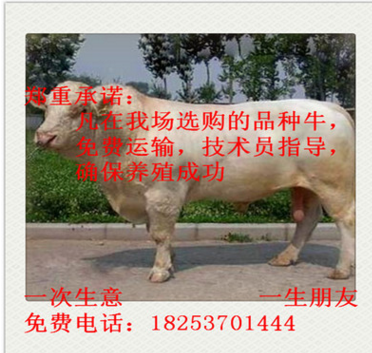 内蒙古 夏洛莱牛 夏洛莱牛养殖 夏洛莱牛价格 西门塔尔牛图2