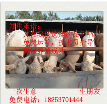 内蒙古 夏洛莱牛 夏洛莱牛养殖 夏洛莱牛价格 西门塔尔牛图3