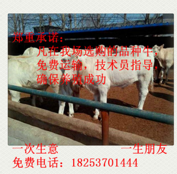 黑龙江省 夏洛莱牛 夏洛莱牛养殖 夏洛莱牛价格 西门塔尔牛