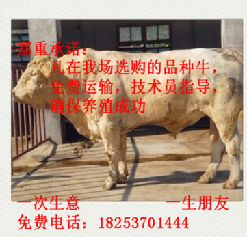 黑龙江省 夏洛莱牛 夏洛莱牛养殖 夏洛莱牛价格 西门塔尔牛图2
