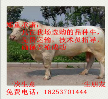 黑龙江省 夏洛莱牛 夏洛莱牛养殖 夏洛莱牛价格 西门塔尔牛图3