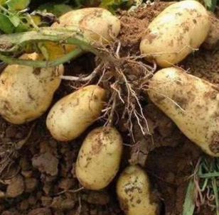 供应天然马铃薯图2