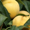 新鲜水果 大黄桃应季水果 水果果园直供
