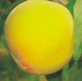 优质黄桃 安徽特产大黄桃 新鲜水果