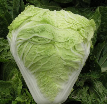 大白菜 新鲜大白菜 新鲜蔬菜大白菜 高山娃娃菜 厂家直销图3