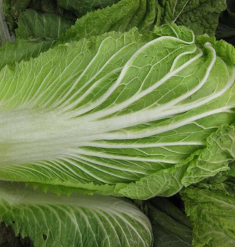 大白菜 新鲜大白菜 新鲜蔬菜大白菜 高山娃娃菜 厂家直销图2