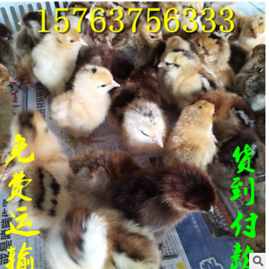 山东笨鸡苗什么价格？刚出壳笨鸡苗 笨鸡苗批发 土鸡苗图2