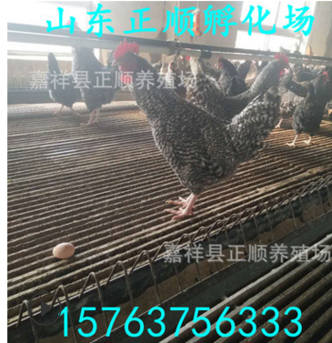 扶贫项目纯种芦花鸡苗 出售出壳苗 芦花鸡苗 纯种汶上芦花鸡苗图2