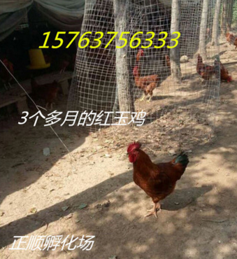 哪里有红玉鸡养殖场青脚麻母鸡 麻公鸡图2