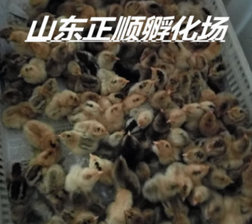 哪里有红玉鸡养殖场青脚麻母鸡 麻公鸡图3