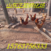 桂林鸡苗养殖基地 五黑鸡价格是多少