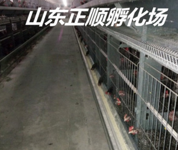 桂林鸡苗养殖基地 五黑鸡价格是多少图2