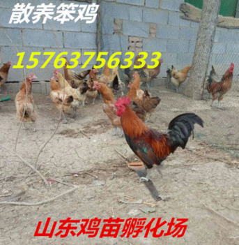 桂林鸡苗养殖基地 五黑鸡价格是多少图3