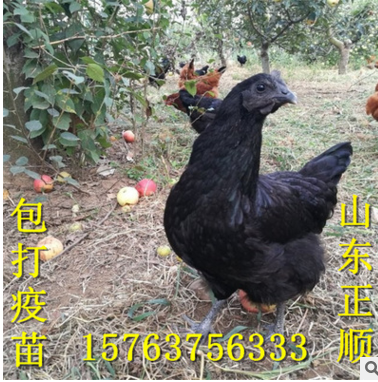 山东正顺绿壳蛋鸡苗多少钱一只 高产绿壳蛋鸡苗价格图2