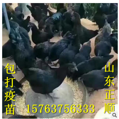 山东正顺绿壳蛋鸡苗多少钱一只 高产绿壳蛋鸡苗价格图3
