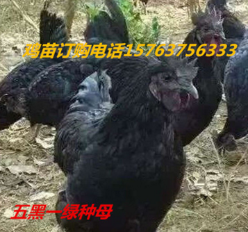 山东正顺孵化场 五黑鸡苗 绿壳蛋鸡苗 小批量交易。图2