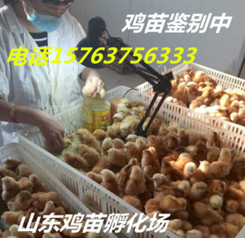 山东正顺孵化场 五黑鸡苗 绿壳蛋鸡苗 小批量交易。图3