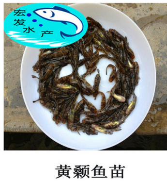 【大量出售】优质黄颡鱼苗 黄辣丁鱼苗 瓦市黄骨鱼苗 超雄黄颡鱼图2