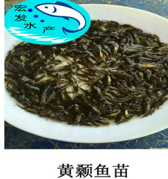 【大量出售】优质黄颡鱼苗 黄辣丁鱼苗 瓦市黄骨鱼苗 超雄黄颡鱼图3
