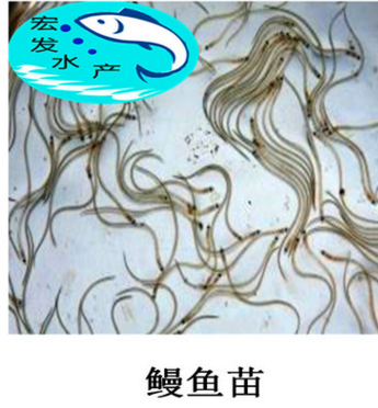 【大量批发鳗鱼苗】 白鳗鱼苗 花鳗鱼苗 白鳝鱼苗 日本鳗鱼养殖图2
