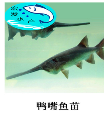 鲜活水产鸭嘴鱼苗 抗病力强淡水小鱼苗 鱼苗养殖批发 美国匙吻鲟图2