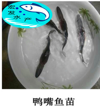 鲜活水产鸭嘴鱼苗 抗病力强淡水小鱼苗 鱼苗养殖批发 美国匙吻鲟图3