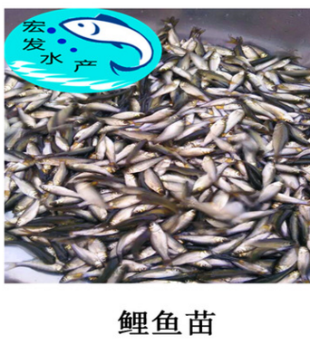 【大量批发】水产养殖建鲤鱼苗 亚洲鲤鱼苗 工程鲤鱼苗 鲤鱼水花图2