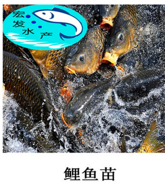 【大量批发】水产养殖建鲤鱼苗 亚洲鲤鱼苗 工程鲤鱼苗 鲤鱼水花图3