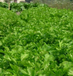 土芹，芹菜，香芹，新鲜蔬菜，无公害蔬菜图2