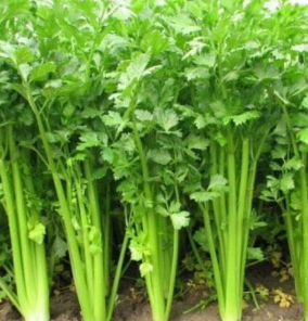 土芹，芹菜，香芹，新鲜蔬菜，无公害蔬菜图3