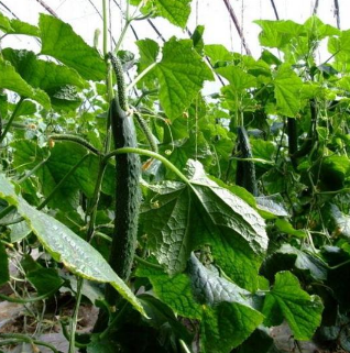 显现爽口解渴时鲜蔬菜黄瓜 绿色有机无公害健康产品厂家批发销售图2