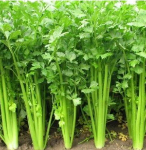 土芹，芹菜，香芹，新鲜蔬菜，无公害蔬菜图2