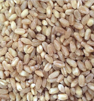 优质小麦 散装有机硬质小麦