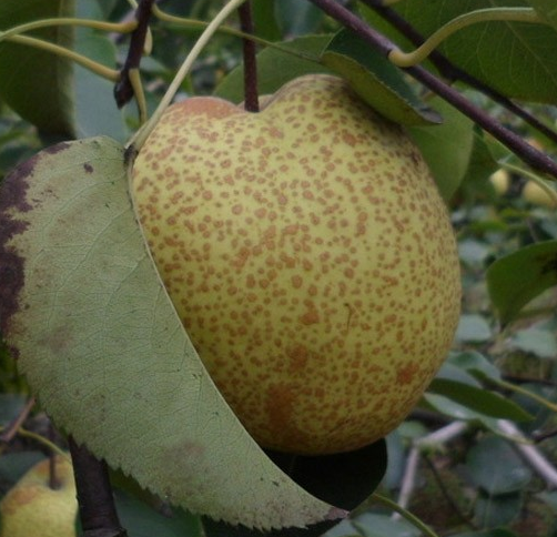 砀山特产 农村直供酥梨 新鲜水果 优质梨