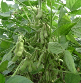 供应 新鲜有机 青毛豆 绿毛豆 毛豆荚 生毛豆 带壳青豆图2