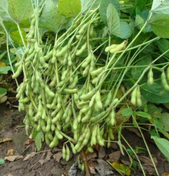 供应 新鲜有机 青毛豆 绿毛豆 毛豆荚 生毛豆 带壳青豆图3