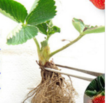 基地供应草莓苗 批发红颜草莓苗奶 当年结果四季草莓